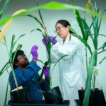 <p>Mi Yeon Lee and Ramana Pidatala examine sorghum plants in JBEI’s plant growth chamber.  (Credit: Thor Swift/Berkeley Lab)</p>
 