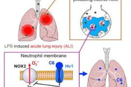 <p>This graphic illustrates how the C6 peptide blocks Hv1 channels in the white blood cells called neutrophils, suppressing uncontrolled inflammation and fluid buildup seen in severely damaged lungs.</p>
