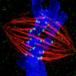 <p>A chromosome (blue) imaged during cell replication. The chromosome is duplicated, and protein strands called spindle fibers (red) are attaching to chromosome copies and pulling them apart, so that the two cells each get one copy. The spindle fibers attach to the chromosomes due to the centromere. (Credit: Zeiss Microscopy/Flickr)</p>
 